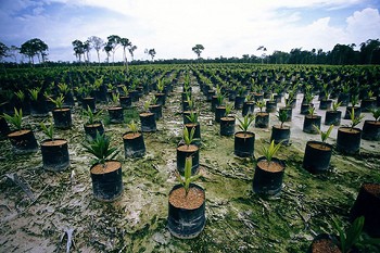 Forest protection Brazil