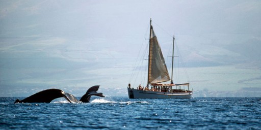 whale watching